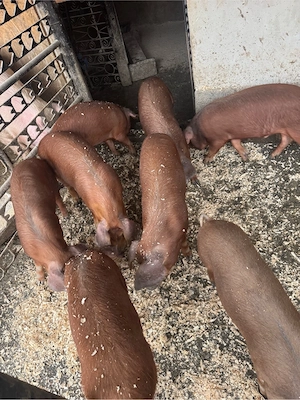 Purcei duroc 