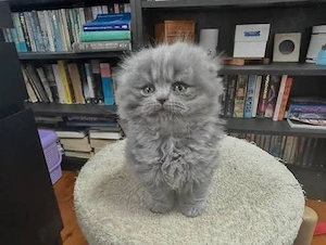 scottish fold british  diferite culori - imagine 3