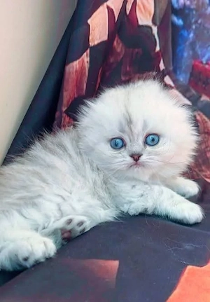 scottish fold british  diferite culori - imagine 4