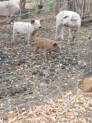 grasuni de vânzare 