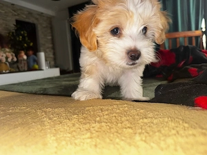 maltipoo 
