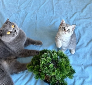 British shorthair silver tabby