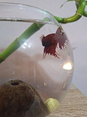 pesti betta 