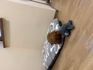 Vând pudel roșcat toy