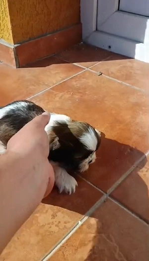 pui shih tzu ajut cu transport în țară contra cost - imagine 5