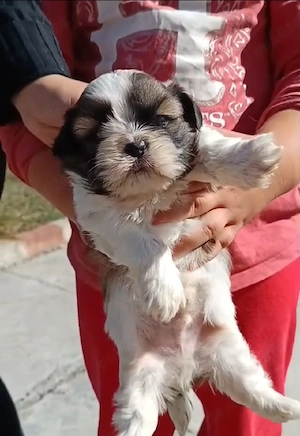 pui shih tzu ajut cu transport în țară contra cost - imagine 4