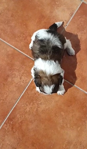 pui shih tzu ajut cu transport în țară contra cost - imagine 3