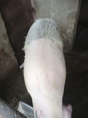 Vand porc gras