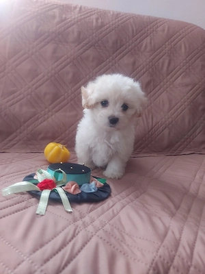 Catelusi Bichon Maltez talie mica