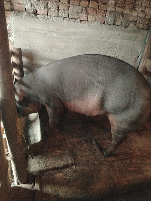 Porc disponibil  - imagine 2
