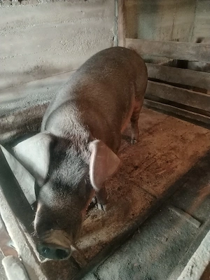 Porc disponibil  - imagine 3