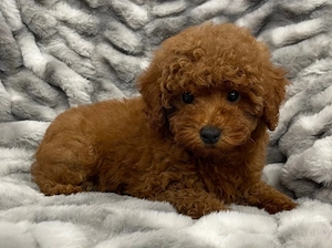 LIVRARE la Bucuresti-Firma Autorizata-Poodle Pudel Caniche Mini TOY de vanzare cu Factura,Microcip - imagine 2