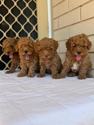 LIVRARE la Bucuresti-Firma Autorizata-Poodle Pudel Caniche Mini TOY de vanzare cu Factura,Microcip - imagine 9