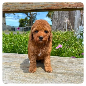 Pudel poodle  Mini Toy Caniche Pitic de vanzare cu Factura-Carnet-Microcip-Livrare la Brasov - imagine 2