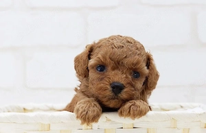 Pudel poodle  Mini Toy Caniche Pitic de vanzare cu Factura-Carnet-Microcip-Livrare la Brasov