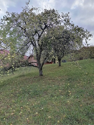 Mere de vanzare 