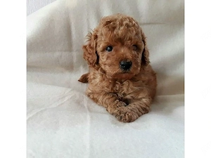 Hrana+Livrare la Suceava-Caniche Pitic Pudel Toy Poodle! Rasa Pura! Factura!Microcip! - imagine 2