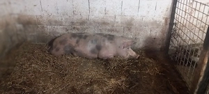 de vanzare porc de carne la 9 lei pe kg 