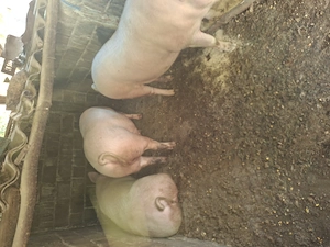 Vând porci de casa crescuți fără concentrate