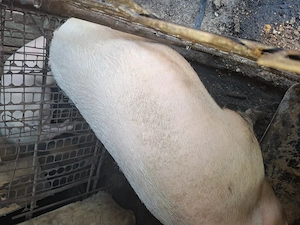 Vând porci de casa crescuți fără concentrate - imagine 3