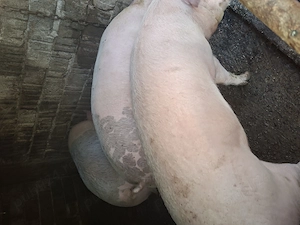 Vând porci de casa crescuți fără concentrate - imagine 2