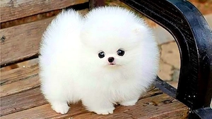 HRANA GRATUITA-Rezerva Pomeranian Mini TOY cu Carnet+Pasaport,100% rasa pura.Livrare la Iasi - imagine 2