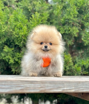 FACTURA-Pașaport+ Livrare la Bucuresti-Pomeranian Mini alb cu carnet,microcip,vaccin,Hrana,garantie - imagine 2