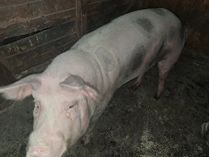Vand porci de carne - imagine 2