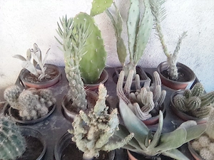 cactusi diverse soiuri