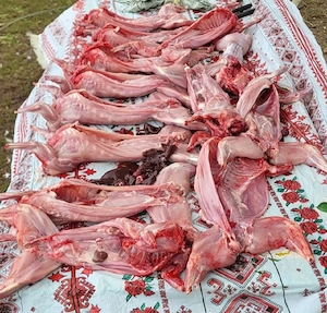 Vand iepuri tăiați 