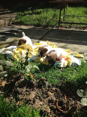 Jack Russel Terrier - 2 luni - imagine 2