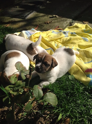 Jack Russel Terrier - 2 luni - imagine 3