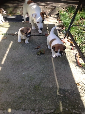 Jack Russel Terrier - 2 luni