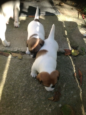 Jack Russel Terrier - 2 luni - imagine 4