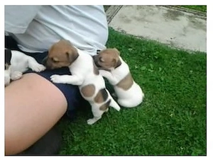 catelusi Jack Russel - pui crescuti in familie  - imagine 2