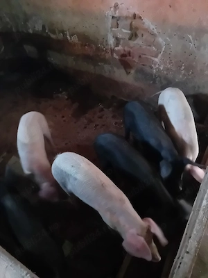 Purceii înțărcați 