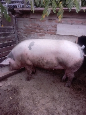 purcea de vinzare aproximativ 300 kg 