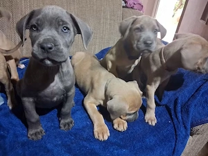 7 puiuti de cane corso - imagine 4