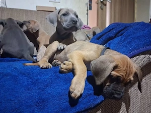 7 puiuti de cane corso - imagine 3