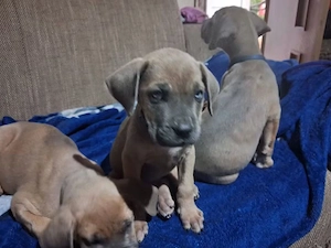 7 puiuti de cane corso - imagine 5