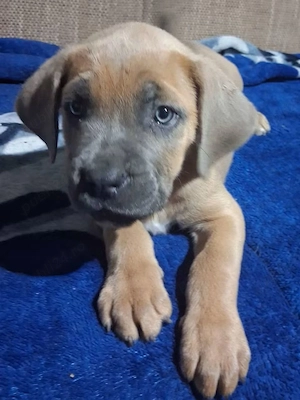 7 puiuti de cane corso