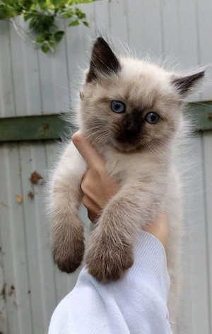 Ragdoll puiuți 