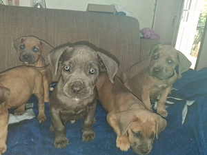 7 puiuti de cane corso - imagine 3