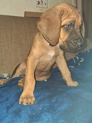 7 puiuti de cane corso - imagine 5