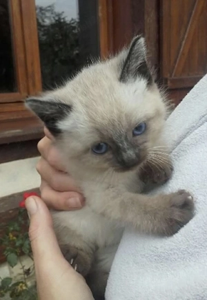 Ragdoll puiuți  - imagine 2