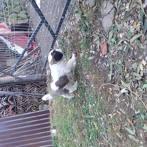 Saint Bernard pui caută o familie. - imagine 2