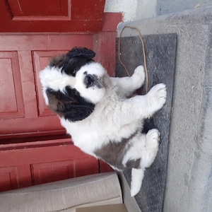 Saint Bernard pui caută o familie. - imagine 3