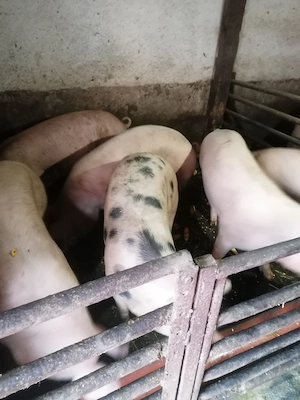 Porci de Crăciun  - imagine 2