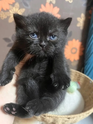 British shorthair black  - imagine 2