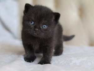 British Shorthair Black